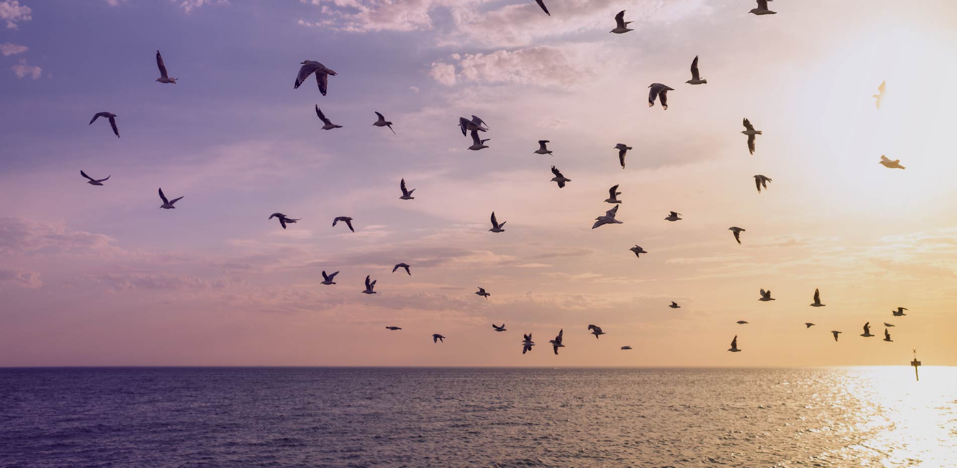 Ein Vogelschwarm fliegt bei Sonnenuntergang über das Meer. Das Bild symbolisiert die Stärke eines Teams, in dem unterschiedliche Talente gemeinsam eine Richtung finden und erfolgreich zusammenwirken.