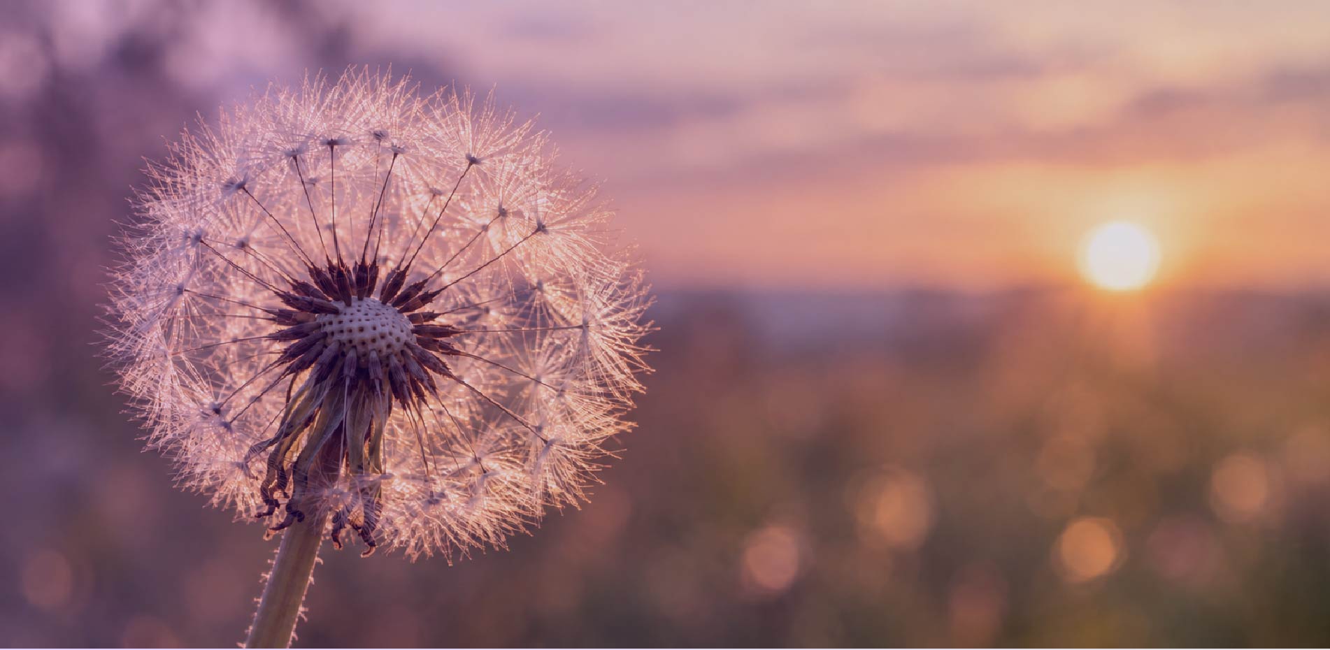 Eine Pusteblume im warmen Licht der untergehenden Sonne. Die feinen Samen stehen symbolisch für neurodivergente Menschen, deren Gedanken, Ideen und Potenziale sich in viele Richtungen entfalten können.